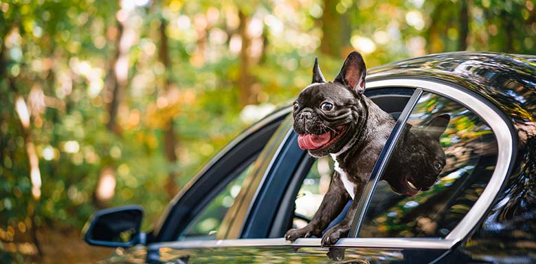 Staver Law Firm blog image